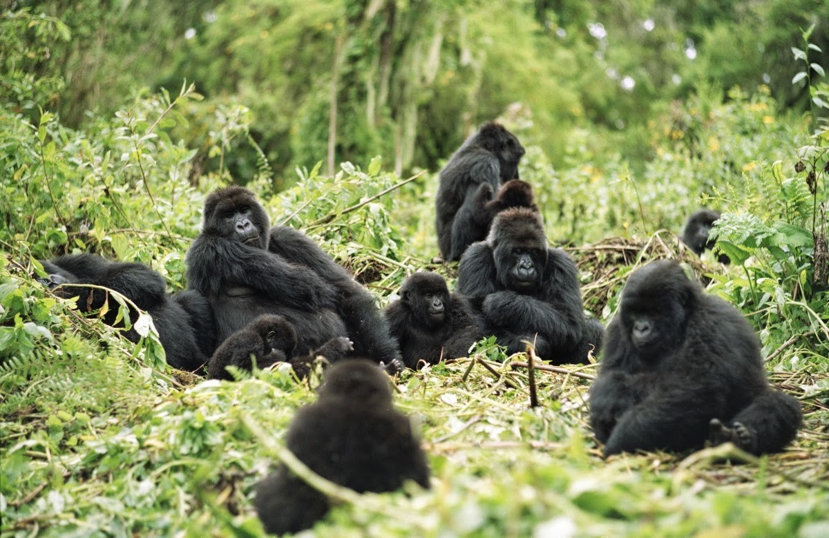 What to expect on 6Days Rwanda gorilla trekking tour holiday